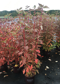 Cornus sericea 'Cardinal'